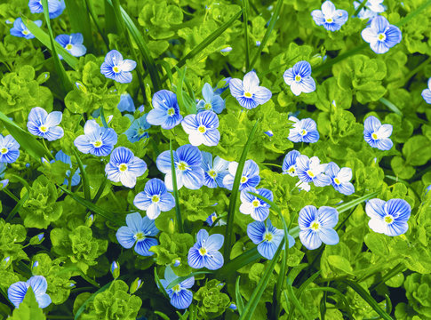 Small soft blue veronica persica flowers grow in spring outdoors