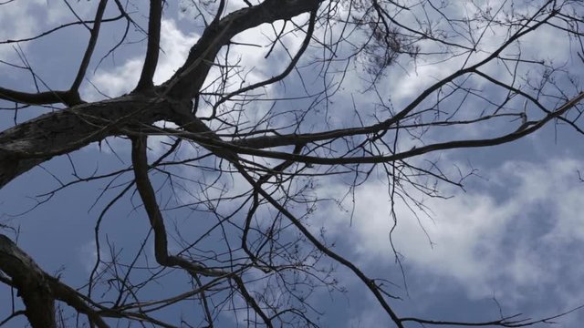 branches of tree and cloudy sky