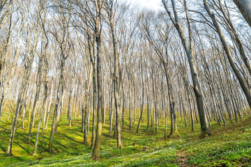 Nature green wood sunlight backgrounds. Spring green forest