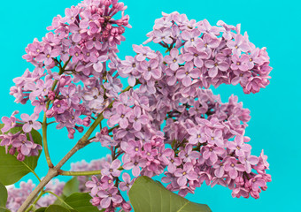 lilac flowers on a blue background