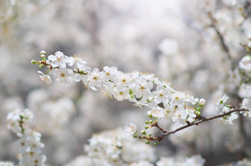 Spring tree flower.