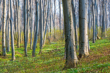 Nature green wood sunlight backgrounds. Spring green forest