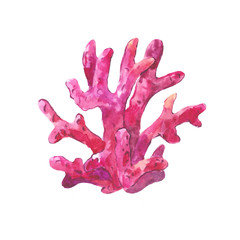 Fototapeta premium Purple watercolor coral