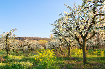 Apple tree in garden.