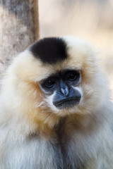 primatte Yellow-cheeked gibbon (Nomascus gabriellae)