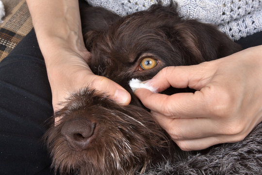 hands cleaning dog eyes