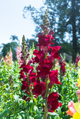 Fototapeta na wymiar The red lupin flower on the field, Toowoomba, Carnival of Flowers, Australia