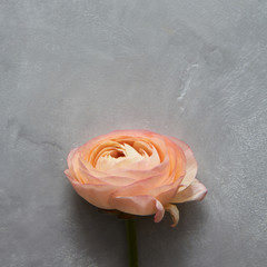 Orange rose over grey