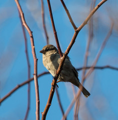 sparrow bird on a tree