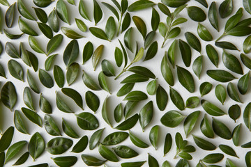 Green leaves and white background