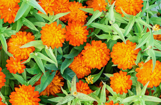 Orange Zinnia Flowers