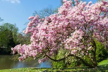 Gardinen Magnolie (Magnolia × soulangeana) im Kurpark Wiesbaden. April 2017. © Branko Srot