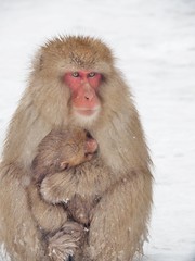 Mom with a baby of the Japanese macaque (snow monkey) are sitting on the snow floor near hot spring onsen at Jigokudani Monkey Park in Nagano prefecture, Japan.
