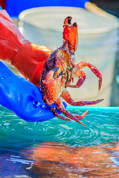 Fresh crab on sale by the fishing harbor in Half Moon Bay California