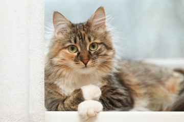 Pensive cat psychologist lies on the windowsill
