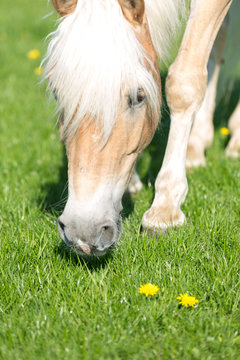 Pferd frisst frisches Gras auf der Koppel