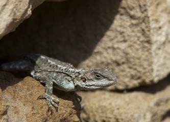 Hardun or Starred Agama (Laudakia stellio cypriaca), Paphos Headland, Cyprus.