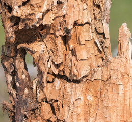Old wooden background