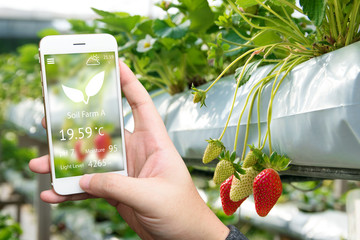 Smart agriculture, farm , sensor concept. Farmer hand using mobile phone for monitoring property of...