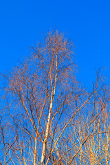 Sunlit birch tree against blue sky