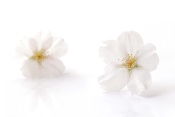 Japanese white cherry blossom isolated #2