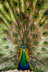 Fototapeta premium Peacock spread out wings wide feathers.