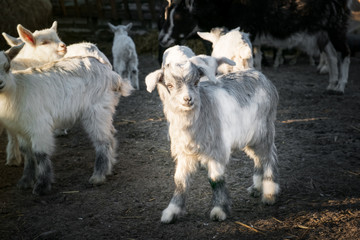 Pets small white goat with gray spots