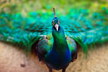 Fototapeta premium Peacock spread out wings wide feathers.