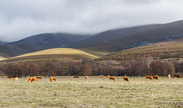 Vacas pastando en la pradera. La Cabrera, Truchas, León, España.
