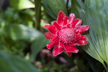 Beautiful orchid in the botanical garden of Singapore