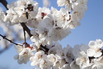 blooming cherry. WHITE FLOWERS BEAUTIFUL