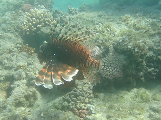 coralli e pesci nel mare © paolo