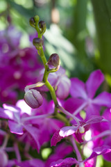 Beautiful orchid in the botanical garden of Singapore