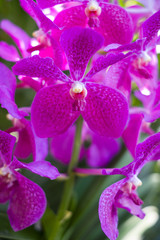 Obraz premium Beautiful orchid in the botanical garden of Singapore
