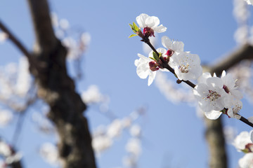 blooming cherry. WHITE FLOWERS BEAUTIFUL