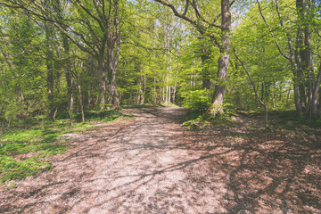 Waldweg im Frühling in Deutschland, Europa