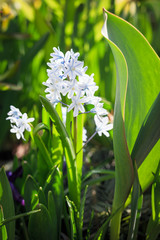 Fototapeta premium Macro close-up of White and blue flowers with selective focus and shallow depth of field with green lush background