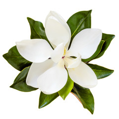 Fototapeta premium Magnolia Flower Top View Isolated on White