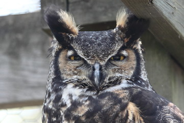 Owl