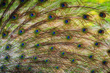 Obraz premium The wings and feathers of the male peacock.