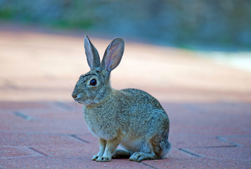 Wild Cottontail Rabbit