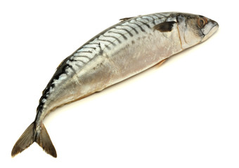 atlantic mackerel fish isolated on white background