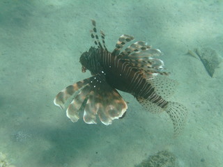 coralli e pesci nel mare © paolo