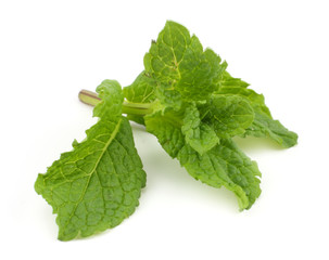 Mint leaf green plants isolated on white background, peppermint aromatic properties of strong teeth