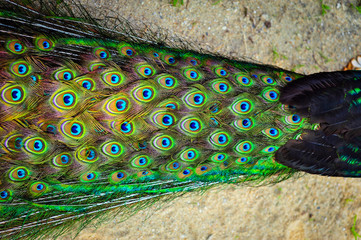The wings and feathers of the male peacock.