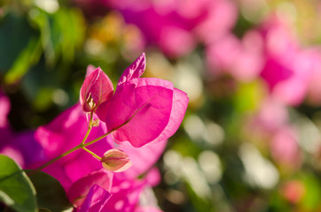 Flowering Bushes With Pink Flowers