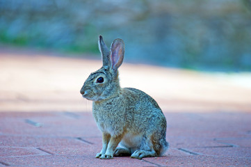 Wild Cottontail Rabbit