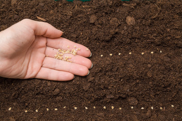 Gardener's hand seeding tomato seeds in the ground. Early spring preparations for the garden season. 