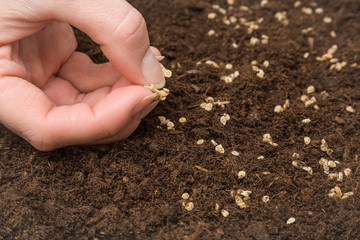 Gardener's hand seeding tomato seeds in the ground. Early spring preparations for the garden season. 