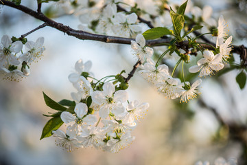Blooming garden. Close-up flowers on tree against blue sky. Spring concept.